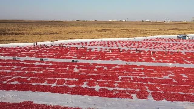 Diyarbakır gündem haberi... DİYARBAKIR - Kurutmalık domates mesaisi başladı
