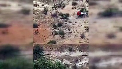 Antep fıstığı tarlalarına girdi: Gaziantep'te panik yaşandı