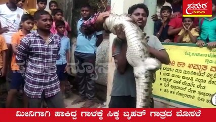 crocodile| fish| crocodile caught| dudsagar| samara news
