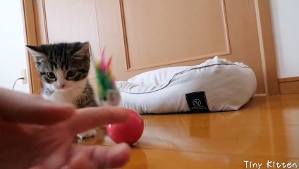 Kitten Coco vs Toys that get up indefinitely