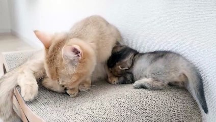 Kitten Kiki has acquired biting skills