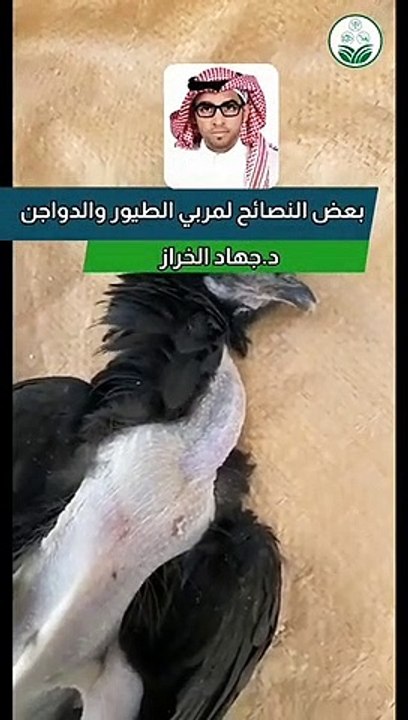 "الإرشاد الزراعي" توجه نصائح مُهمة لشراء طيور و...