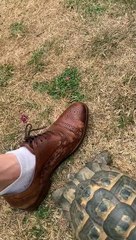 Tommy the Tortoise vs. a Taped Shoe