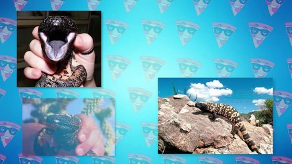 Most Dangerous Desert Animals In The World