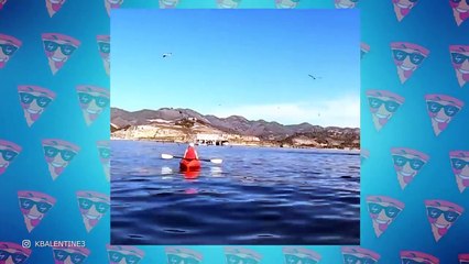 Scary Whale Encounters You Probably Shouldn't Watch