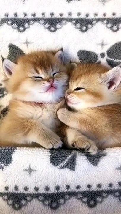 Cute cats pretty best friends | Funny cats Videos Viral Tiktok Lovely Cats LOVE