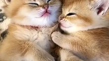 Cute cats pretty best friends | Funny cats Videos Viral Tiktok Lovely Cats LOVE