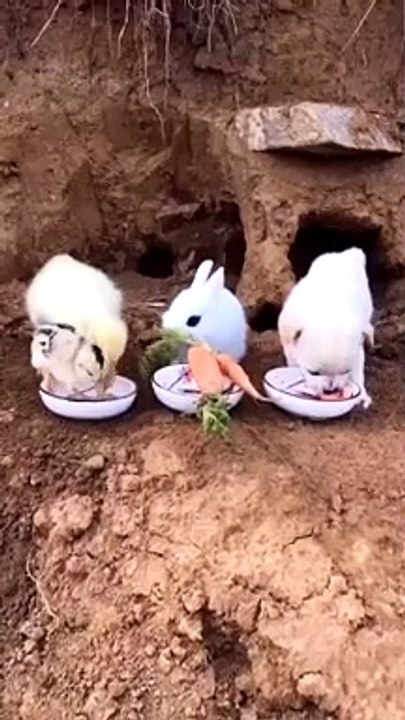 Amazing Funny Pets Eating Together Lovely Rabbit Dog Duck Cat Parrot Video
