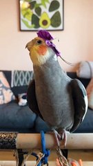 Cute Birds of Tiktok Cute Pets Birds LOVE Video Parrot Video