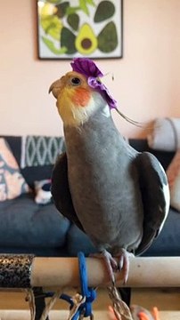 Cute Birds of Tiktok Cute Pets Birds LOVE Video Parrot Video