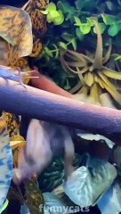 Best Funny Animal Videos 2021  - Funniest Dogs And Cats Videos 2020