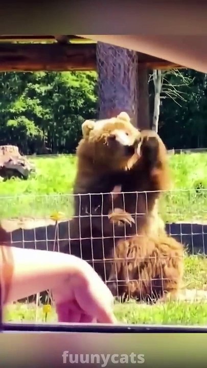 Best Funny Animal Videos 2022  - Funniest Dogs And Cats Videos Can't stop laughing!