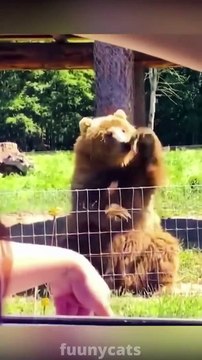 Best Funny Animal Videos 2022 - Funniest Dogs And Cats Videos Can't stop laughing!