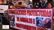 Marcha contra el maltrato animal