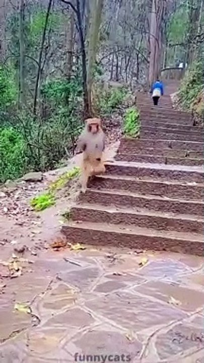 Funny Animals Compilation 2022,  - Best funniest Dogs And Cats Videos, Try not to laugh!