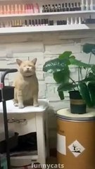 Funniest Cats  -  Best Funny Animal - Don't try to hold back Laughter  2022