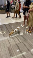 Cat Breaks into Mall For Belly Rubs From Security Guard
