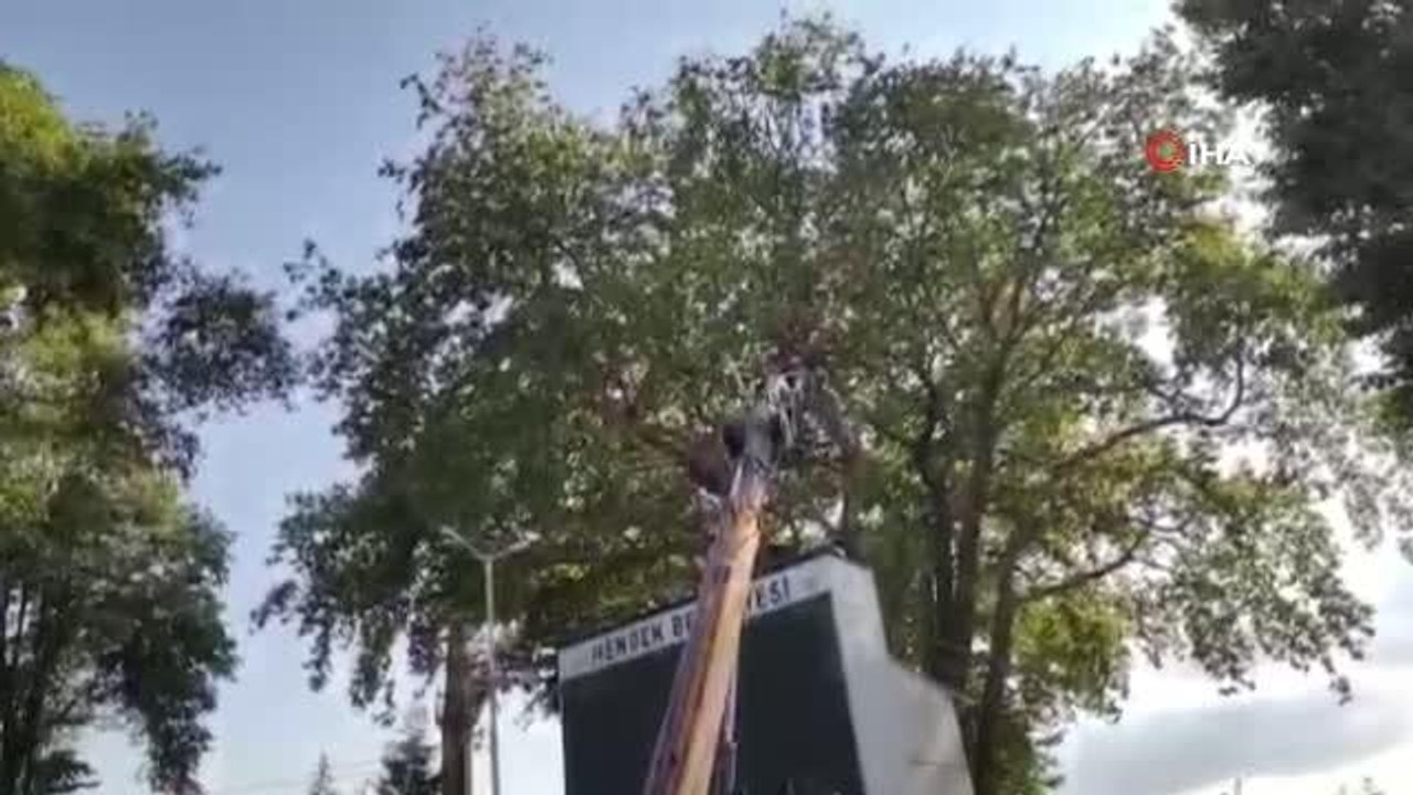 Ağaca takılan yaralı karganın imdadına itfaiye yetişti