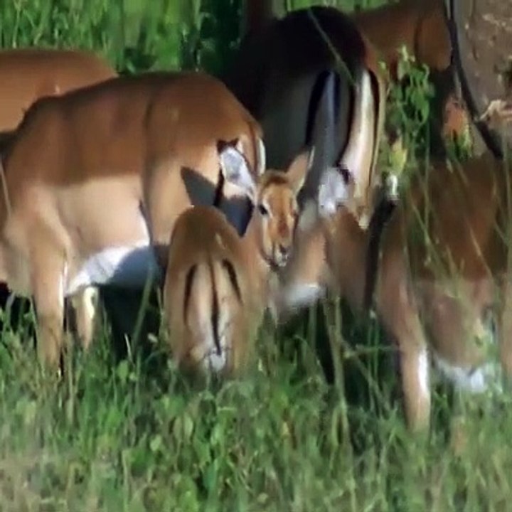 Best Funny Animal Video 2022 |  Try not to Laugh  (Part-3) Animals