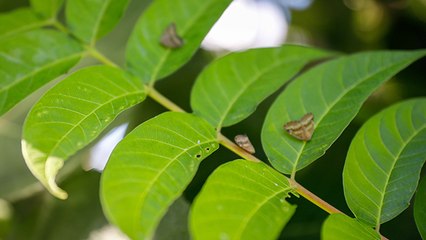 'Vampir Kelebekler'ler İstanbul'da