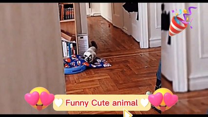 Funny Animal Videos 2022    Funniest Cats And Dogs Videos,cute animal video  #16