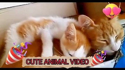 Funny Animal Videos 2022    Funniest Cats And Dogs Videos,cute animal video  #15