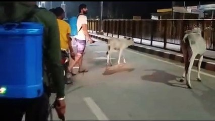 लम्पी स्किन रोग संक्रमण