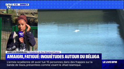 Le béluga piégé dans la Seine refuse toujours de s'alimenter