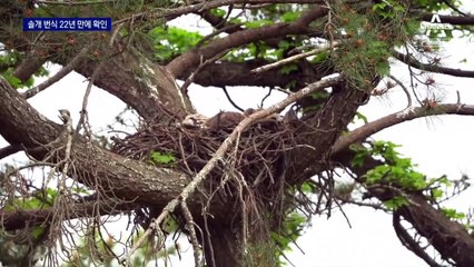 도시 떠난 ‘멸종위기 2급’ 솔개 가족, 남해 무인도에 둥지