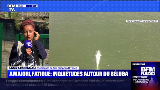 Sauvetage du béluga piégé dans la Seine: les secours envisagent une extraction de l'eau , selon Sea Sheperd France