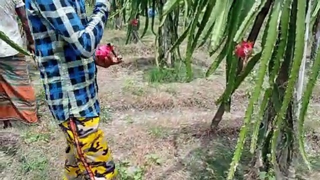 Cultivation And Harvest Dragon Fruit - Inside A Modern Dragon Fruit Processing Factory