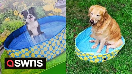 Woman left unimpressed after 'bargain' dog pool arrives and her golden retriever BARELY fits in it