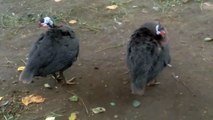 #india #yt #youtubeshort #trending #turkey #us #canada #saudia #iran #pk #natural #bohpal #birds #matting process #birds love you #short #funny #yt #youtubeshort #trending #turkey #us