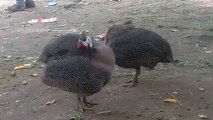 Guinea Fowl/China Murgi/Titri Bird forming /China Hen/Chakori in Pakistan/#india /Bunny bird/Expand Mini