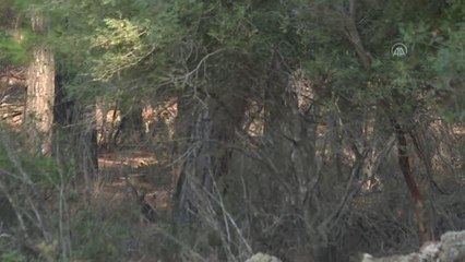 Nesli tükenme tehdidindeki alageyikler yavrularıyla doğal ortamlarında görüntülendi