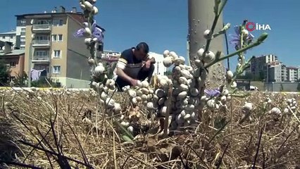Salyangozların her yeri istila etmesi tedirginlik oluşturdu