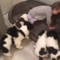 cute friendship between baby and puppies, funny friendship, follow me for more interesting video