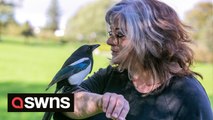 Mischievous magpie has been grounded by his owner after he caused “mayhem” in his local Greggs