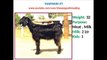 LEARN GOAT FARMING- NAMES OF GOVT.REGISTERED 34 GOAT BREEDS_  PART - 3