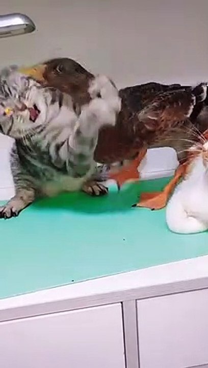 Amazing cat lover video  try not to laugh