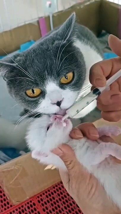 Cat Meowing  || Cat Video || Cat and Dog Funny Videos #cat #catvideo #dog #dogvideo #doglife #catlover #animals
