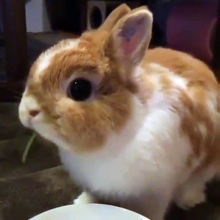 CATS Are Weird  Here Is a Proof - Funny Cat Video