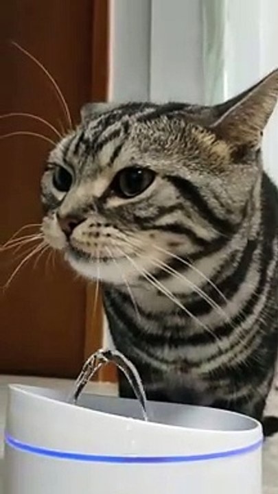 Today’s crazy cat video!