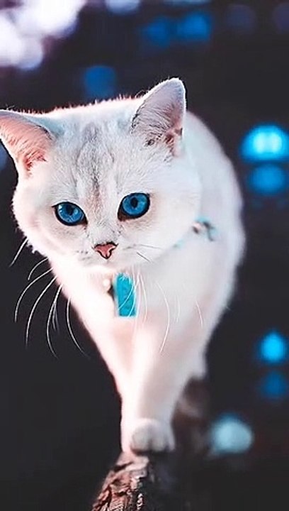 Try not to laugh  Funny cat video Meow Meow