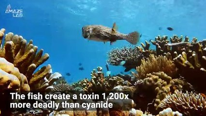 Puffer Fish Are Extremely Important In the Making of Painkillers?