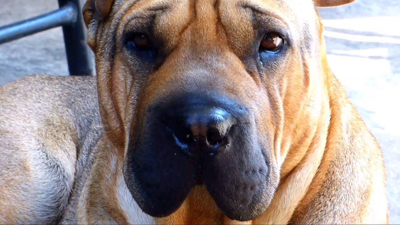 Very nice dog Why is it so painful to stand and cry | funny animal |