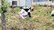 Dure journée de travail pour ce soigneur de pandas