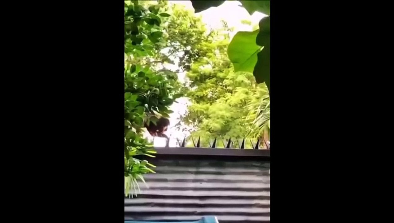 Ce singe prend beaucoup de risque... surtout que ça pendouille beaucoup