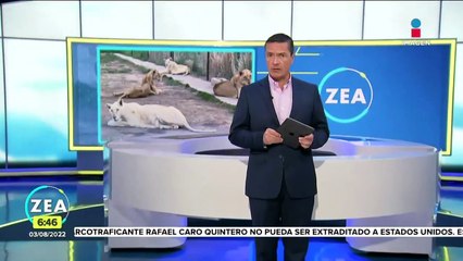 Caso Black Jaguar-White Tiger, sin detenidos; denuncian probable omisión de las autoridades