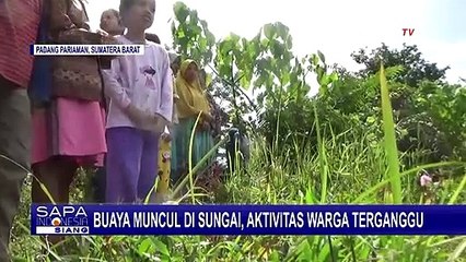 Di Padang Pariaman, Buaya Sepanjang 2,5 Meter Muncul di Sungai, Aktivitas Warga Terganggu